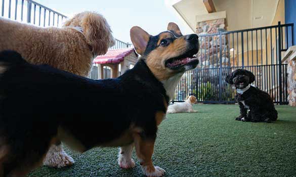 dog boarding
